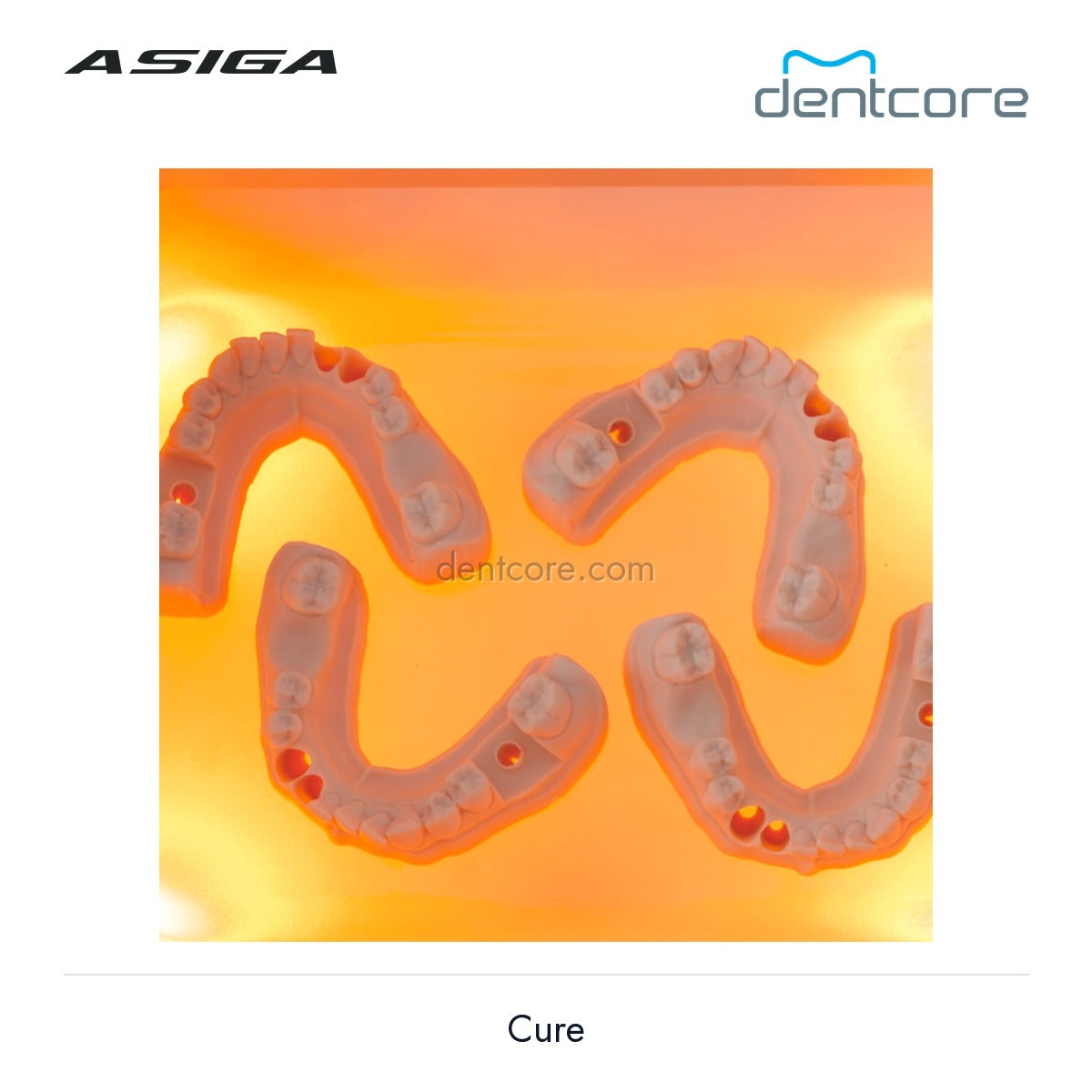 [DENTCORE-OFFICIAL] Asiga Cure official product image 4